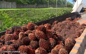 Productores Nacionales Alcanzan Importante Cosecha de Palma Africana