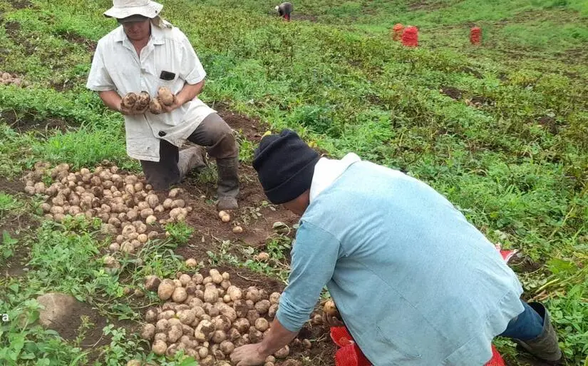 Producción nacional de papa superará los 184 mil quintales en diciembre de 2025