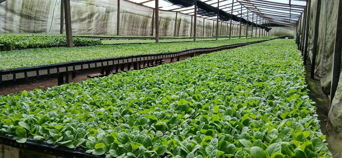 Tabaco nicaragüense impulsa la economía y mejora la vida de familias productoras