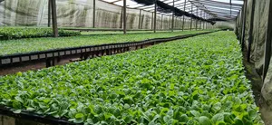Tabaco nicaragüense impulsa la economía y mejora la vida de familias productoras