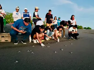 Liberan 650 tortuguillos en Salinas Grandes durante jornada de conservación