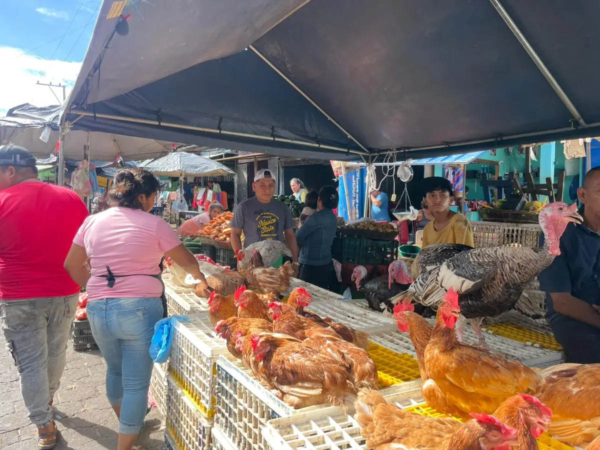 Altas ventas de gallinas y chompipies destacan en mercado de Masaya