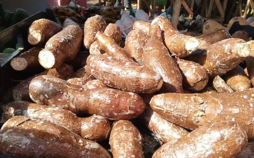 Producción nacional de yuca alcanza los 2.8 millones de quintales