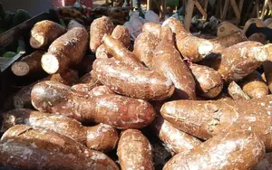 Producción nacional de yuca alcanza los 2.8 millones de quintales