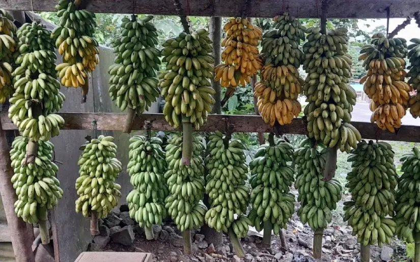 Fincas cafetaleras producen 12.4 millones de cabezas de banano en 2025