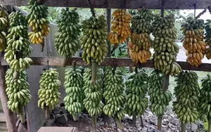 Fincas cafetaleras producen 12.4 millones de cabezas de banano en 2025