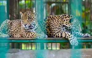 Zoológico Nacional impulsa el respeto y la protección de la fauna nicaragüense