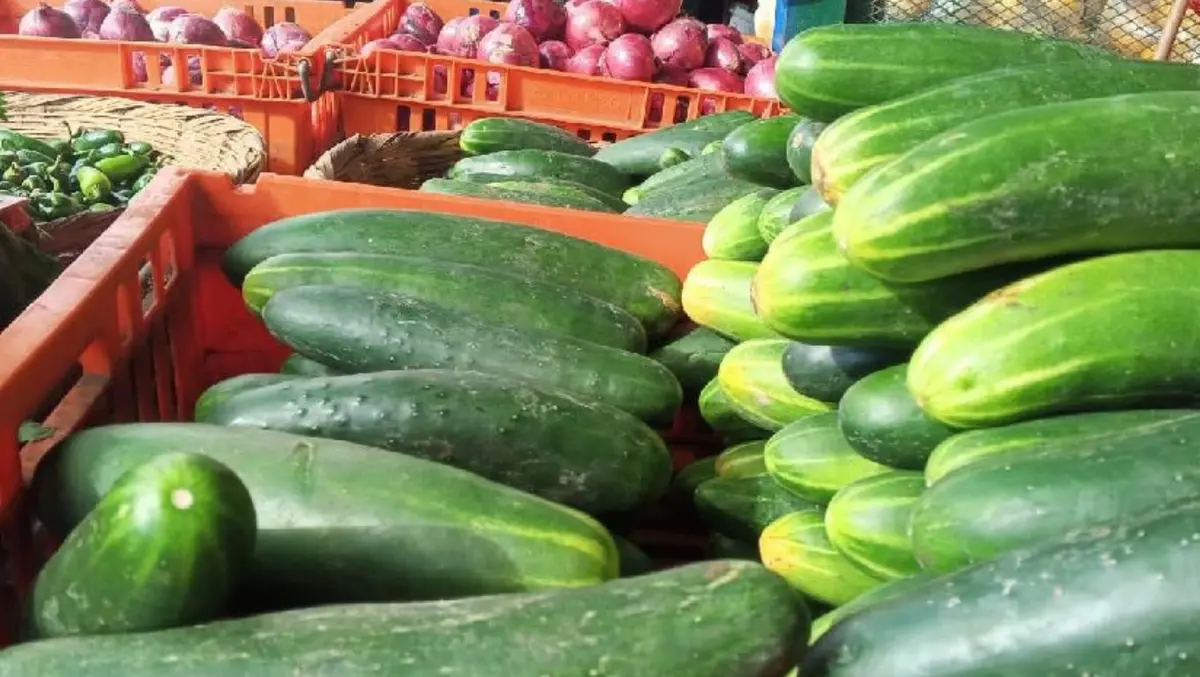 Producción de pepino fortalece la economía familiar con 1.8 millones de unidades