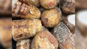 Malanga nicaragüense impulsa el desarrollo productivo y abre espacios de exportación