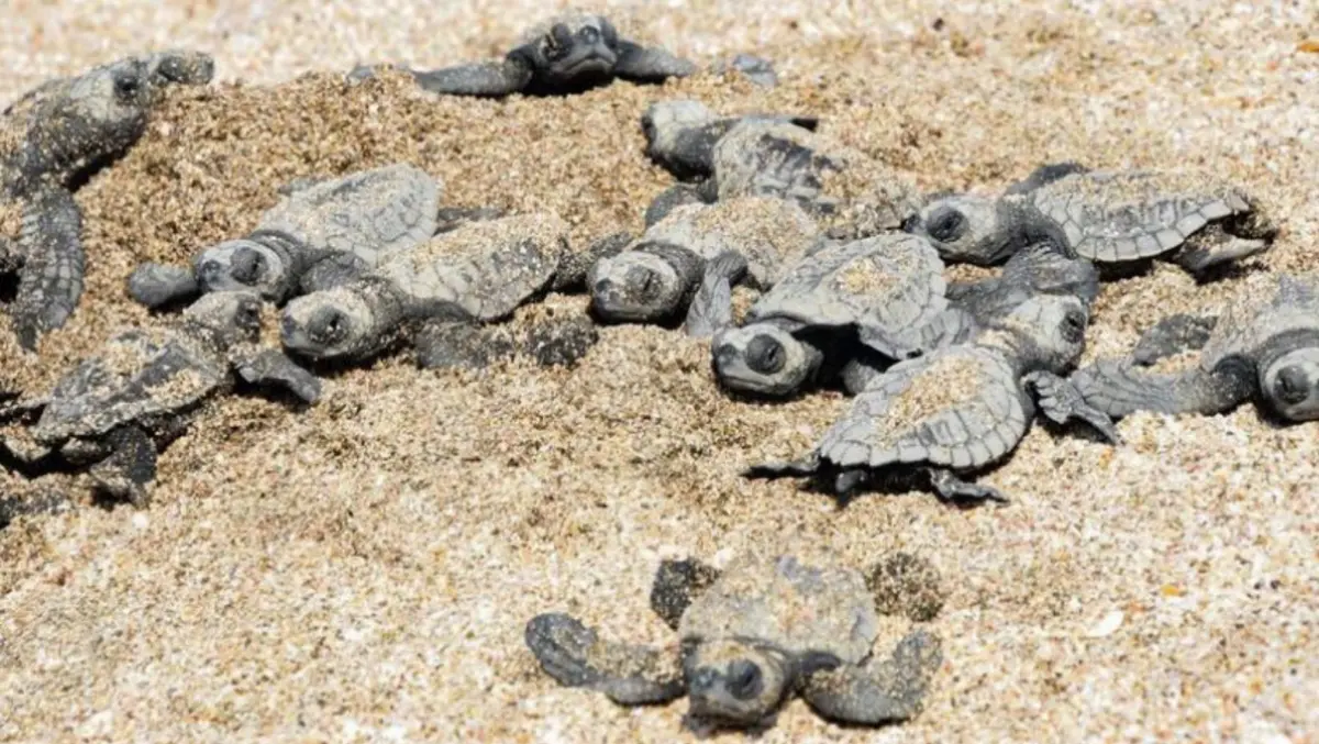 Protección ambiental garantiza nacimiento de miles de tortuguillos en Chacocente