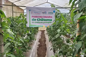 Producción de chiltoma se fortalece con nuevas tecnologías agrícolas del INTA