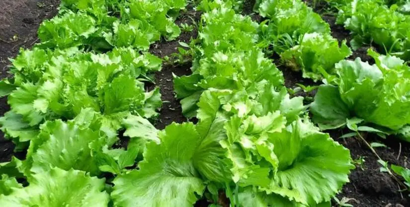 Producción de lechuga en Nicaragua alcanza más de 691 mil unidades en enero