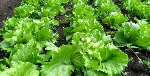Producción de lechuga en Nicaragua alcanza más de 691 mil unidades en enero