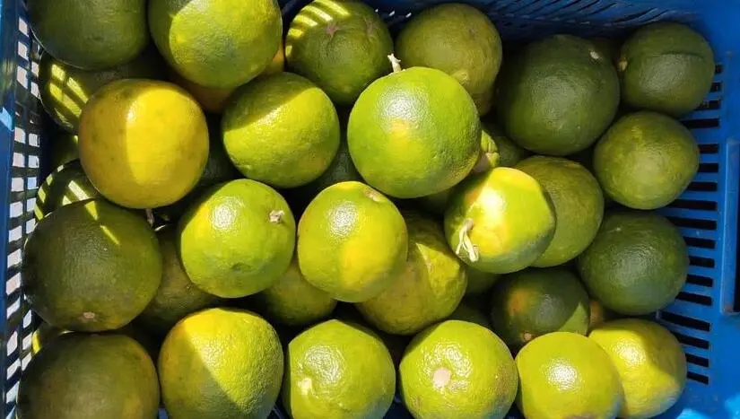 Cosecha de naranja fortalece empleo rural y economía local en Nicaragua