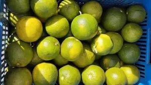 Cosecha de naranja fortalece empleo rural y economía local en Nicaragua