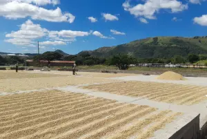 Producción cafetalera de Nicaragua alcanza 926,141 quintales oro en enero 2026