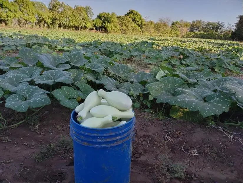 El MAG reporta mas de 63 mil 600 unidades de pipián cultivadas en enero