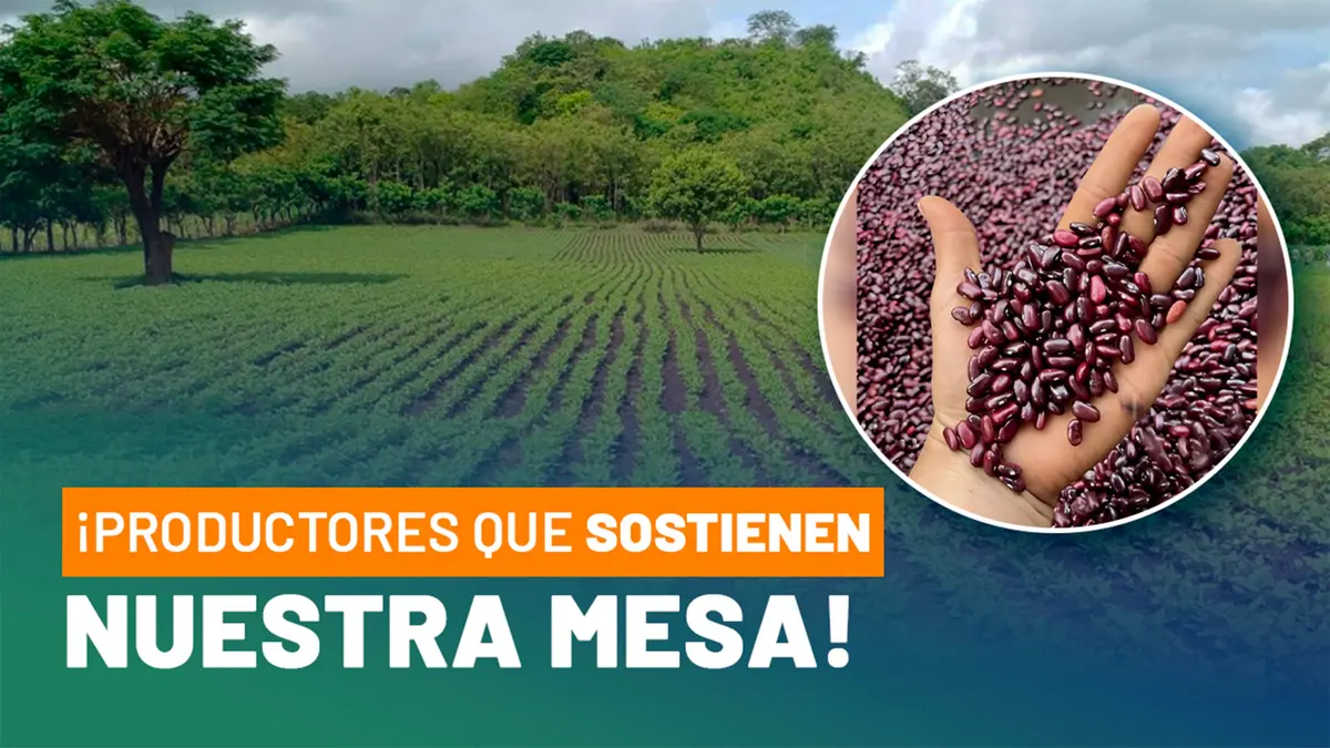 Avanza la cosecha de frijol rojo del ciclo productivo 2025/2026