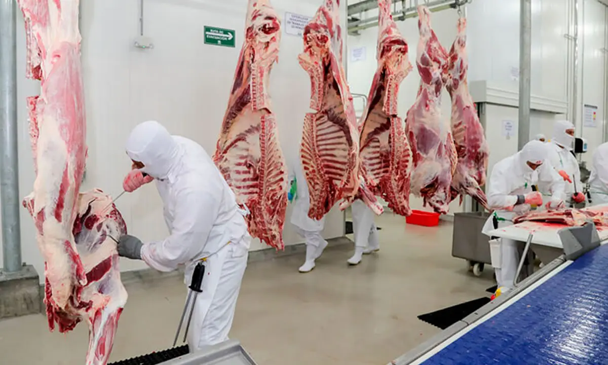 Producción de carne bovina alcanza más de 416 millones de libras en Nicaragua