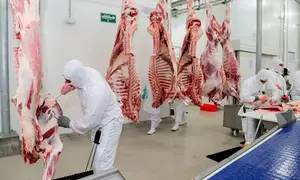 Producción de carne bovina alcanza más de 416 millones de libras en Nicaragua
