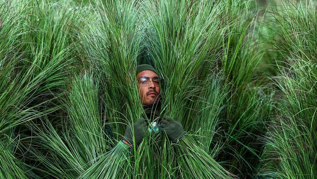 ¿Cuánto cobraron los arbustos del medio tiempo de bad Bunny en la Super Bowl?