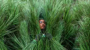 ¿Cuánto cobraron los arbustos del medio tiempo de bad Bunny en la Super Bowl?
