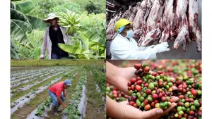 Rubros agropecuarios de Nicaragua alcanzan récords en mercados internacionales
