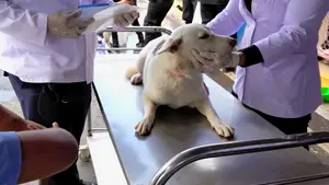 Tipitapa: jornada gratuita de atención médica canina