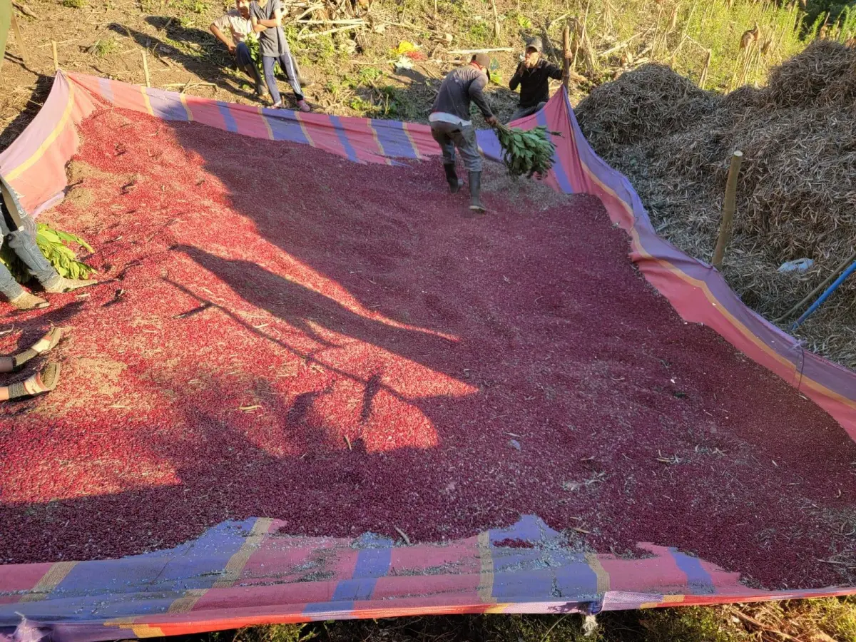 Producción nacional de frijol rojo cierra con 976.700 quintales en postrera