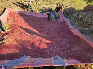Producción nacional de frijol rojo cierra con 976.700 quintales en postrera
