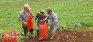 Hortalizas dinamizan la economía y fortalecen la alimentación de las Familias