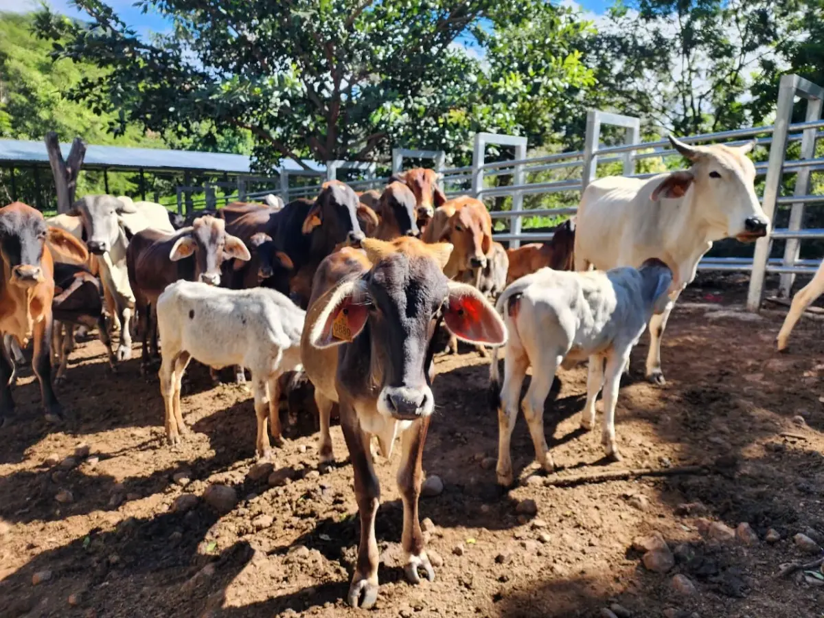 Producción lechera en Nicaragua alcanza 29.9 millones de galones