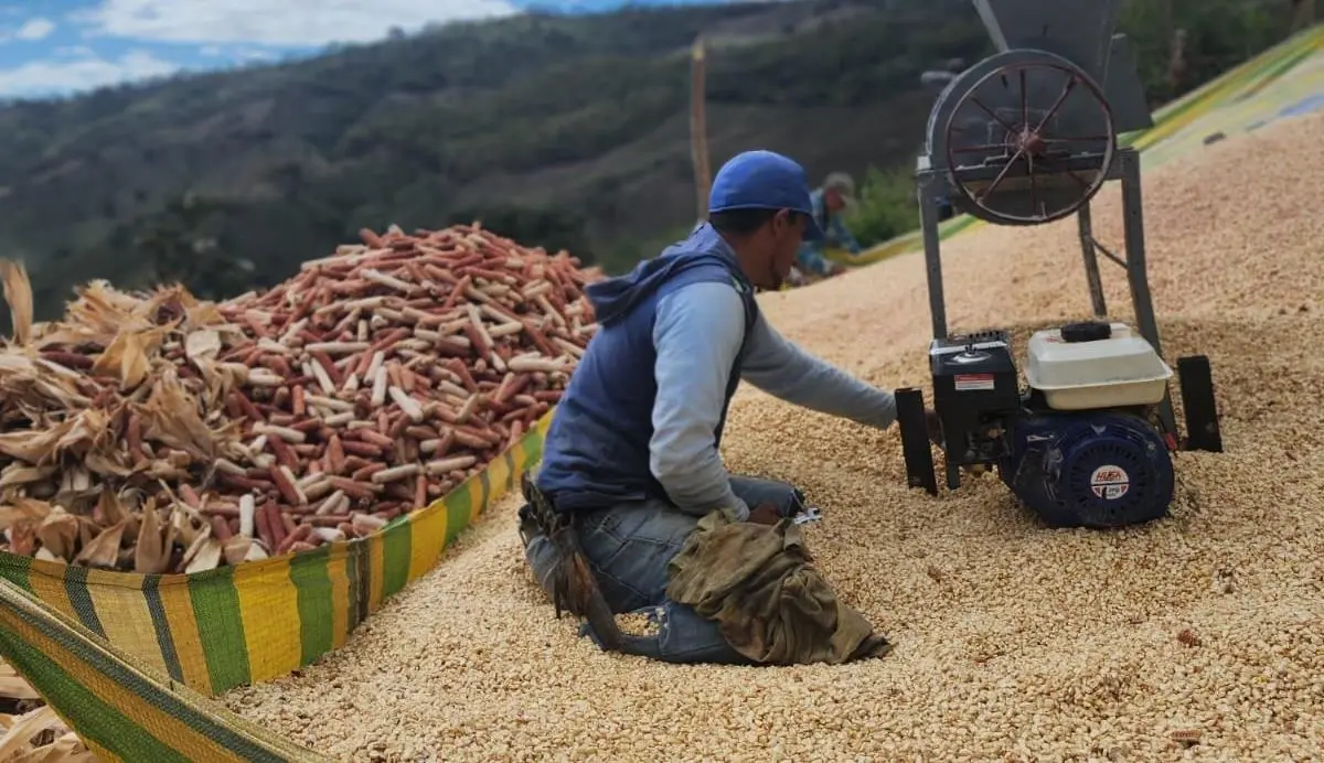 Productores alcanzan 2 millones de quintales en cosecha de maíz de Postrera 2025/2026
