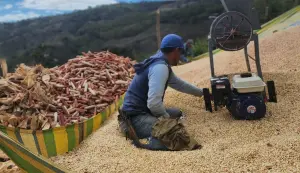 Productores alcanzan 2 millones de quintales en cosecha de maíz de Postrera 2025/2026
