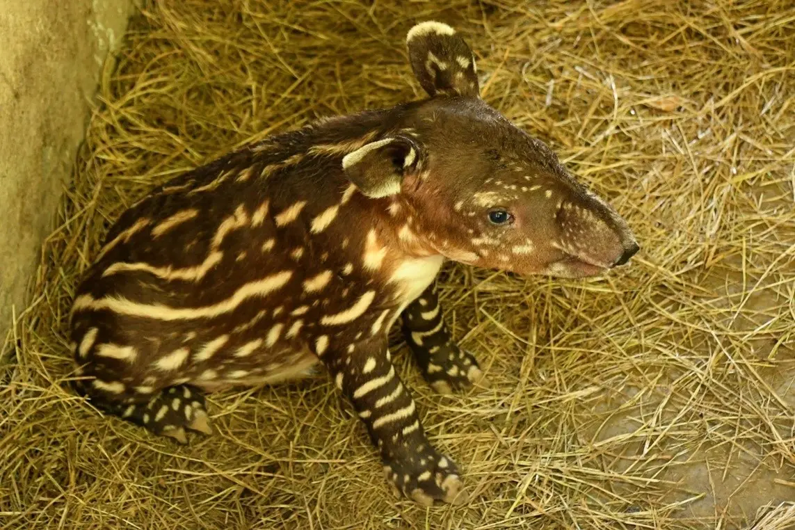 Zoológico Nacional recibe al nuevo integrante de la familia de Tapir