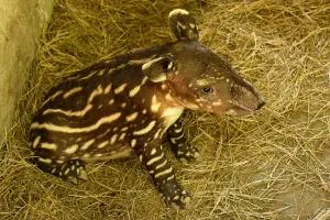 Zoológico Nacional recibe al nuevo integrante de la familia de Tapir