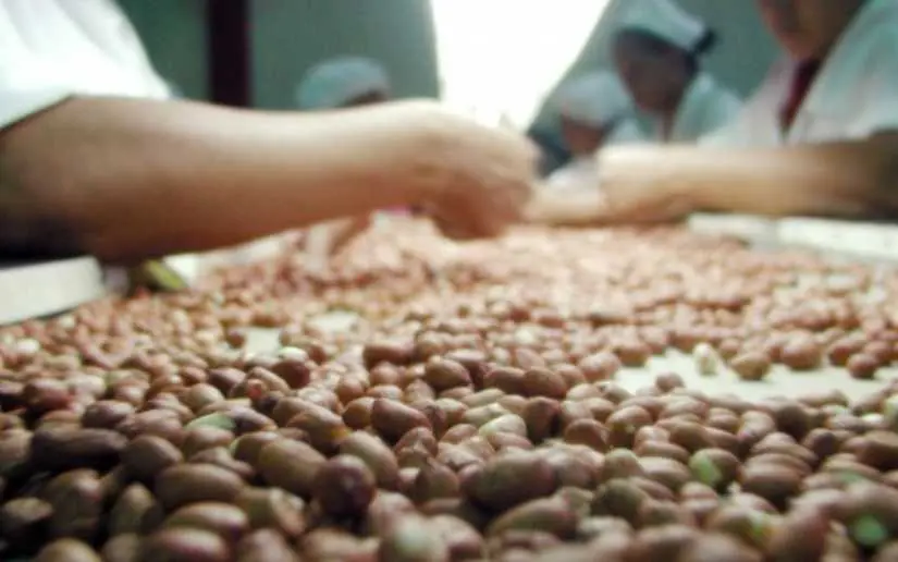 Producción agrícola avanza con 3.6 millones de quintales de maní