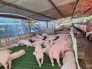 Ministerio Agropecuario destaca aumento en la producción nacional de carne de cerdo