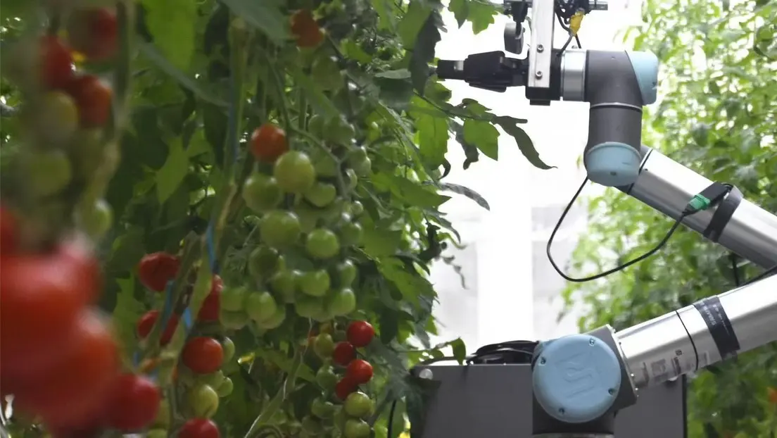 Científicos chinos crean robot capaz de mejorar genéticamente de las plantas