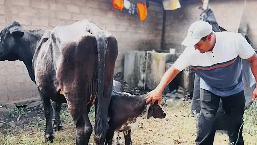 La vaca mas lechera produjo 30 litros de leche en Wiwilí