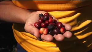 San Ramón: una opción para convivir con la naturaleza en este verano