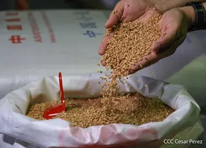 Nicaragua recibe donación de Urea y Trigo por parte de la República Popular China