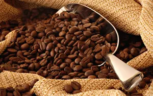 Café arábigo alcanza 3.4 millones de quintales acopiados en Nicaragua