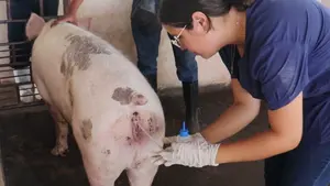 Práctica de inseminación artificial en día de campo estudiantil