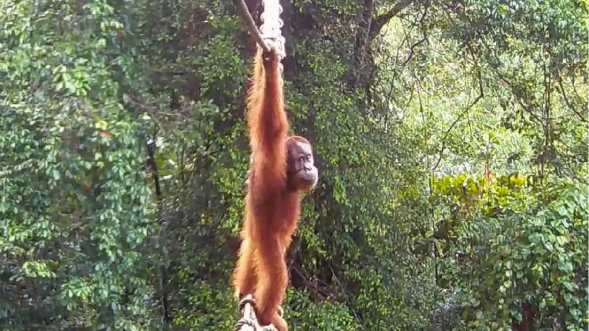 Histórico: captan a orangután de Sumatra usando puente colgante