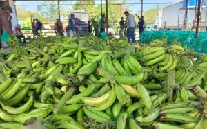 Familias productoras impulsan cosecha de plátano en el primer trimestre de 2026