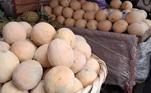 Nicaragua avanza en producción de melón y garantiza mercados nacionales