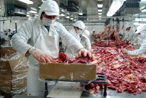 Sector bovino mantiene crecimiento con 110.7 millones de libras producidas