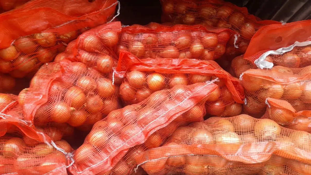 Familias productoras impulsan cosecha de cebolla amarilla en abril 2026