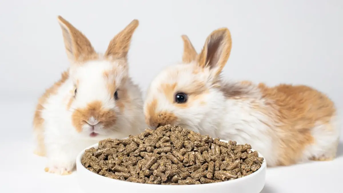 Los cuidados y la buena alimentación para los conejos: consejos claves